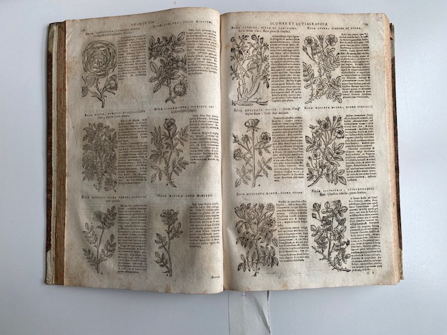 pagina con rappresentazione di piante e con descrizione accanto