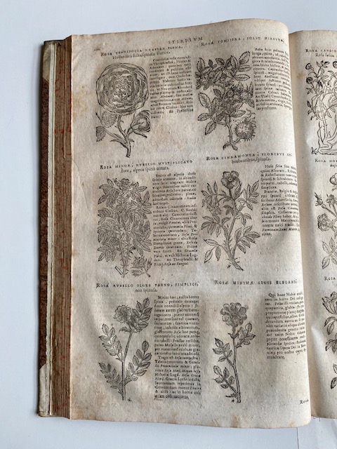pagina con disegni di sei piante e descrizione accanto