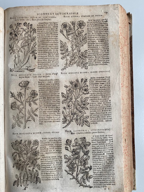 pagina con disegni di sei piante e con descrizione